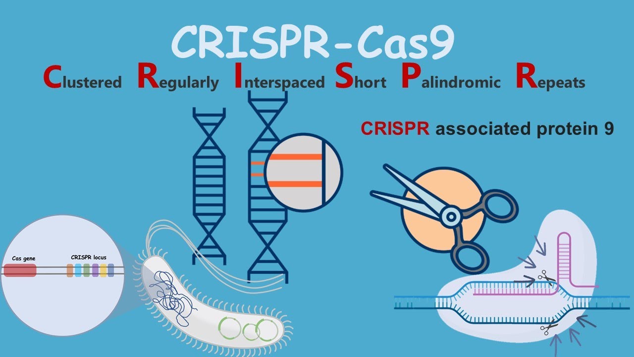 (genetic medicine technique)

\
(extremely precise gene editing technology)

\
CRISPR = __C__lustered __R__egularly __I__nterspaced __S__hort __P__alindromic __R__epeats

\
a technique for editing genes in living cells, involving a bacterial protein called Cas9 associated with a guide RNA complementary to a gene sequence of interest