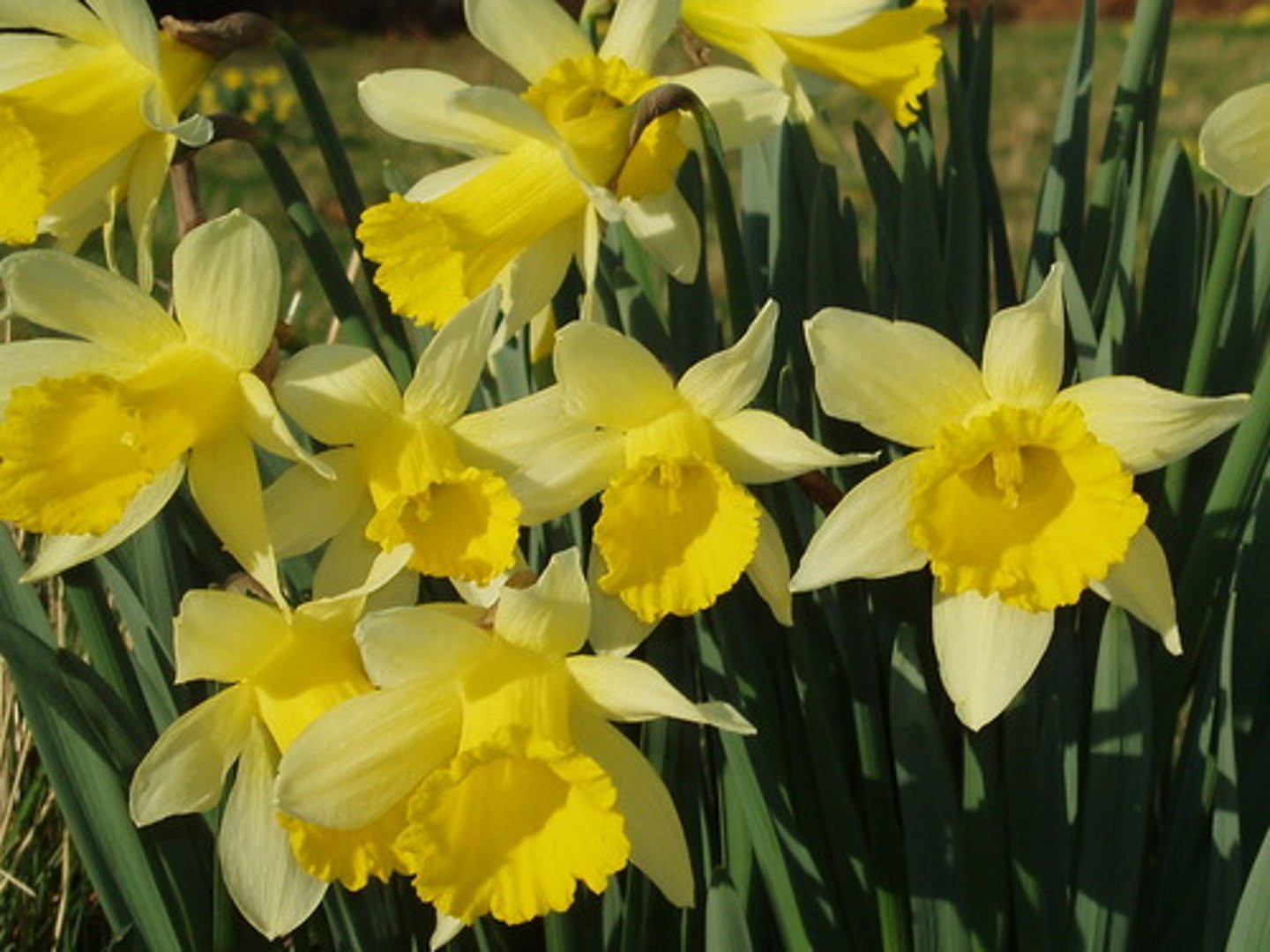<p>a yellow, bell-shaped flower with a long stem that is commonly seen in the spring</p>