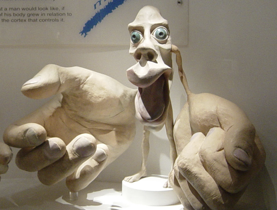 <p>Indicates that the primary motor cortex does not equally send signals all parts of the body.</p><p>Areas such as the <strong>hands and face,</strong> have a larger proportion of the primary motor cortex reserved for them as they can perform <strong>complex and finer movements</strong> such as speech.</p>