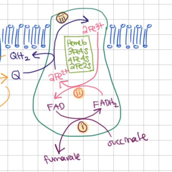 <p>Complex II Mechanism</p><p>1) succinate oxidizes to fumarate <span style="background-color: transparent;"><span><=></span></span> FAD reduces to FADH<sub>2</sub></p><p>2) FADH<sub>2</sub> oxidizes to FAD <span style="background-color: transparent;"><span>←→ 2Fe</span><sup><span>3+</span></sup><span> reduce to 2Fe</span><sup><span>2+</span></sup></span></p><p>3) <span style="background-color: transparent;"><span>2Fe</span><sup><span>2+</span></sup><span> oxidize to 2Fe</span><sup><span>3+</span></sup><span> ←→ </span><u><span>Q</span></u><span> reduces to </span><u><span>QH</span><sub><span>2</span></sub></u></span></p>