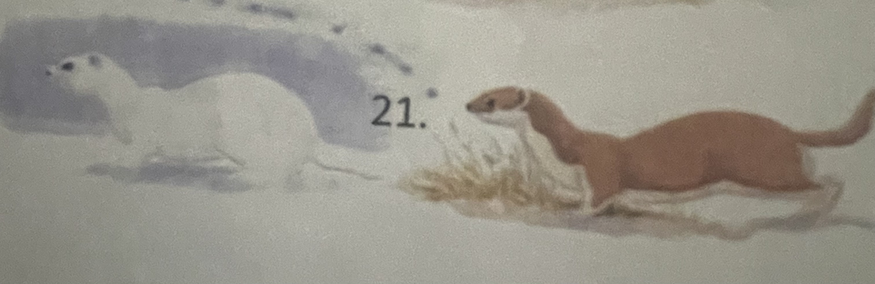 <p>mikä eläin</p>