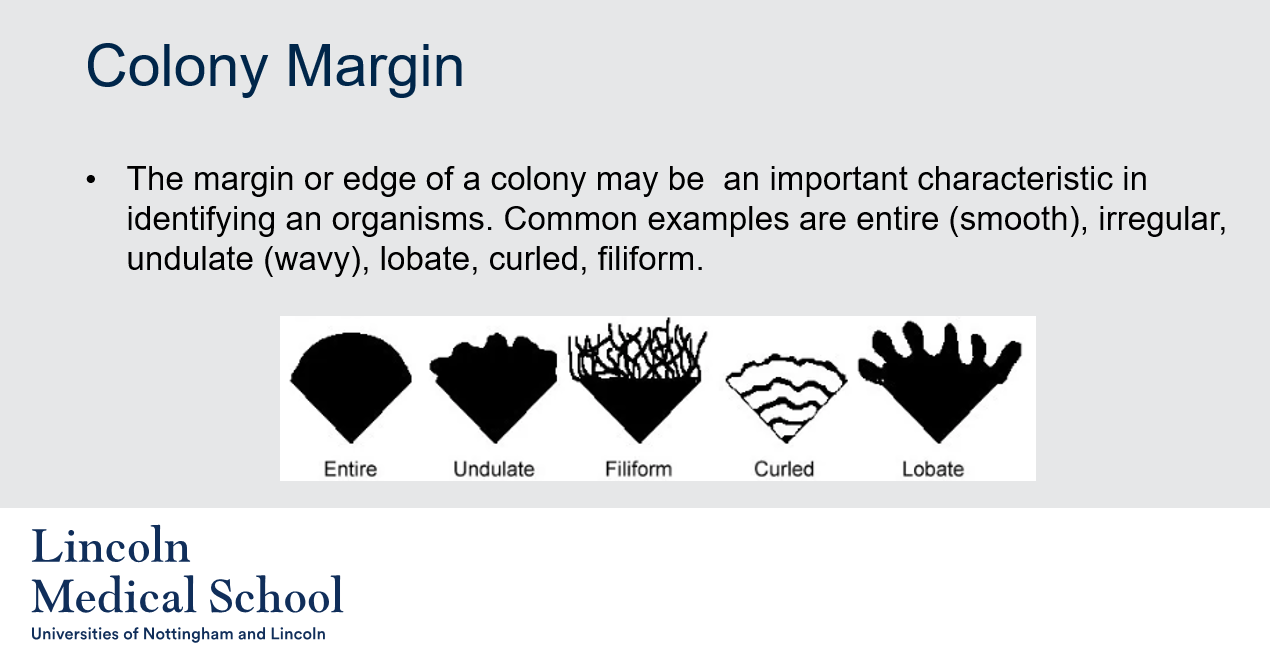 <ol><li><p>The colony margin in microbiology refers to the edge of a bacterial or fungal colony. It can be an important characteristic in identifying microorganisms, as different species often have distinct colony margins.</p></li><li><p>Some examples of colony margins in microbiology include:</p><ul><li><p>Entire (smooth): A colony with a smooth, circular edge.</p></li><li><p>Irregular: A colony with an uneven or jagged edge.</p></li><li><p>Undulate (wavy): A colony with a slightly wavy or curved edge.</p></li><li><p>Lobate: A colony with a lobed or branched edge.</p></li><li><p>Curled: A colony with a curled or rolled edge.</p></li><li><p>Filiform: A colony with a thin, thread-like edge.</p></li></ul></li></ol>