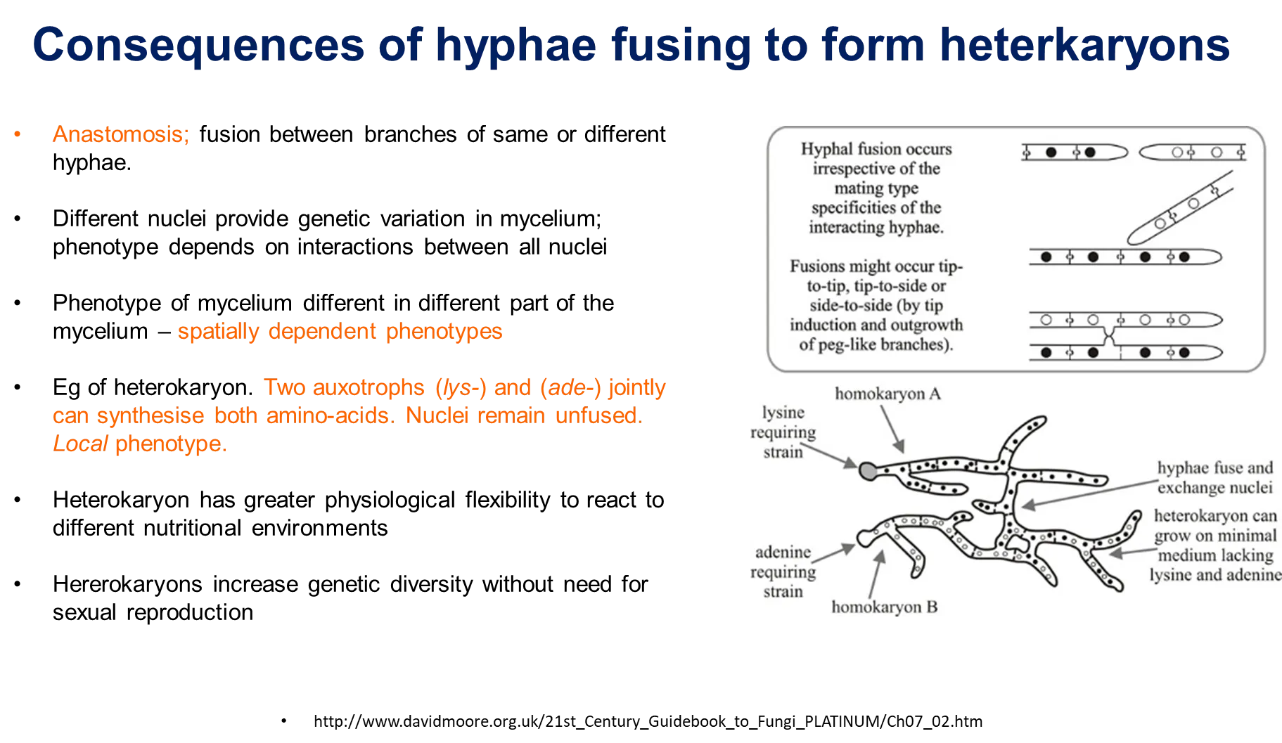 <ul><li><p>mutations are <strong>visible </strong>since genes are single copy</p></li><li><p>but many hyphae are <strong>coenocytic</strong>, containing <strong>multiple nuclei- mutations </strong>can exist in the <strong>different </strong>nuclei, so multiple genotypes can exist at once and locally <strong>complement </strong>each other</p></li></ul><ul><li><p><strong>these heterokaryons </strong>are produced by <strong>anastomosis </strong></p><ul><li><p>the different nuclei increase <strong>genetic variation</strong>, so the <strong>phenotype </strong>depends on the <strong>interactions </strong>between the nuclei and can be <strong>spatially </strong>different/localised</p></li><li><p>however, hyphae may not be vegetatively <strong>compatible </strong>for anastomosis, dependent on the het (heterokaryon) loci and may die instead</p></li></ul></li></ul><p></p>