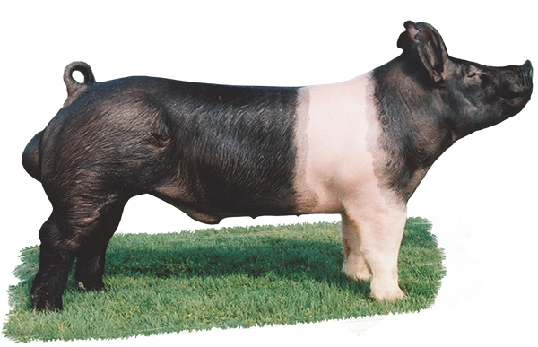 <p>Known for producing lean muscle, high carcass quality, minimal back fat and large loin. Females also are known for their mothering ability, with longevity in the sow herd.</p>