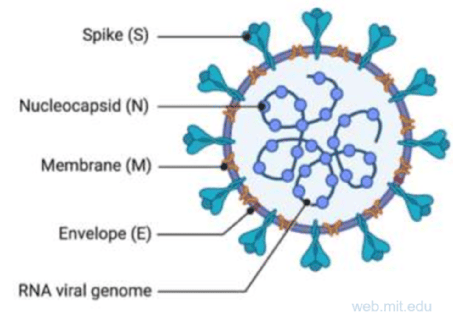 <p>Spike - attachment protein</p><p>nucleocapsid - binds genome</p><p>membrane - coordinates assembly and morphology</p><p>envelope - small viroporin.</p><p>positive ssRNA genome.</p>