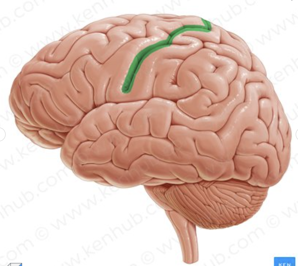 <p>What sulcus is in green?</p>