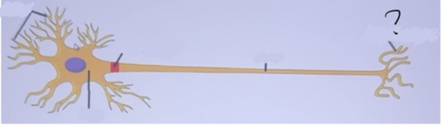 <p>The end part of a neuron</p>