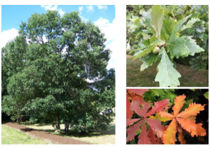 <p>-leaf sides very different colors -shallower sinuses -leaf widens at end -branch bark peely -acorns on long stems</p>