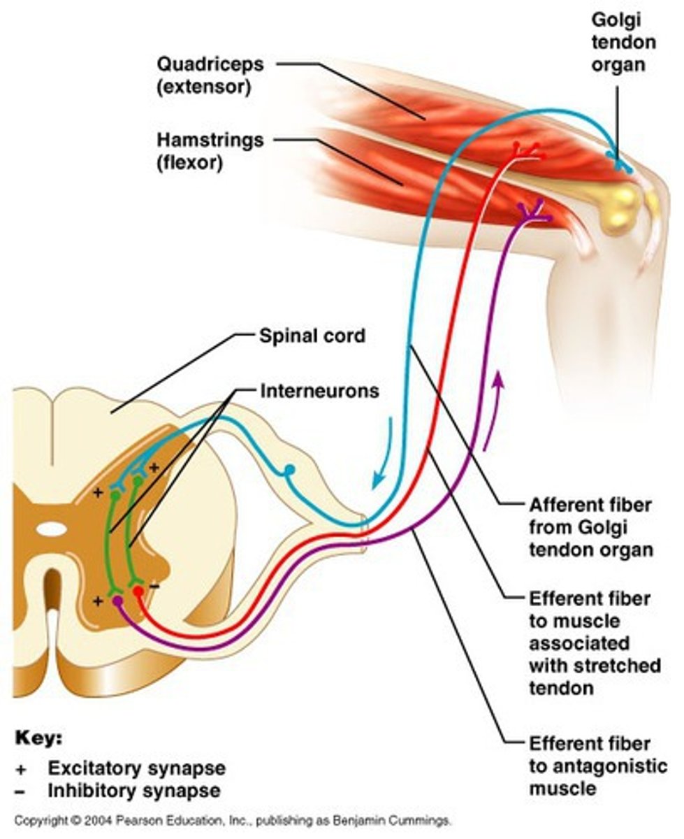 <p>The process by which neural impulses that sense tension are greater than the impulses that cause muscles to contract, providing an inhibitory effect to the muscle spindles.</p>