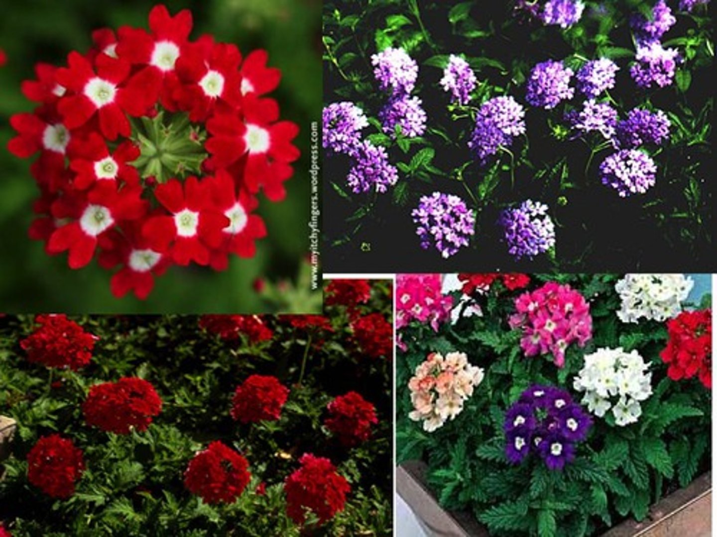 <p>garden verbena</p>