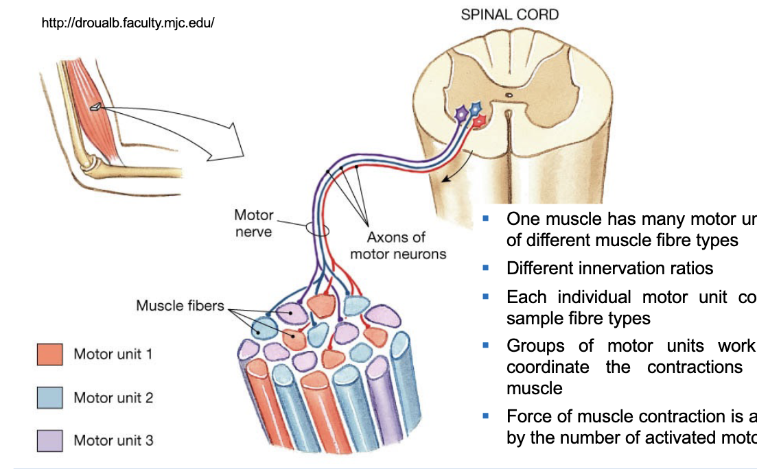 <ul><li><p>each individual motor unit consists of the sample fibre types </p></li><li><p>groups of motor units work together to coordinate the contractions of a single muscle </p></li><li><p>force of muscle contraction is controlled by the number of activated motor units </p></li></ul><p></p>