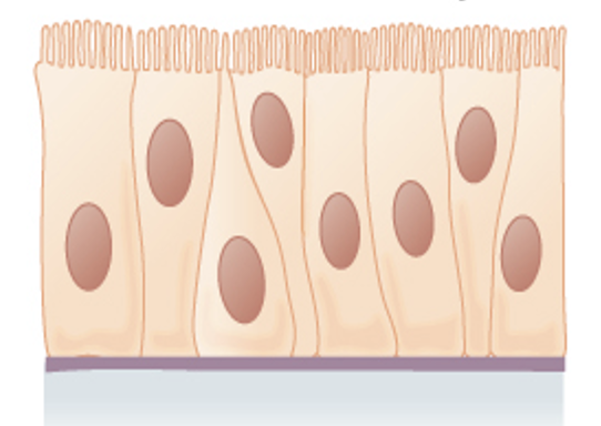 <p>Ciliated tissue lines the trachea and much of the upper respiratory tract</p>