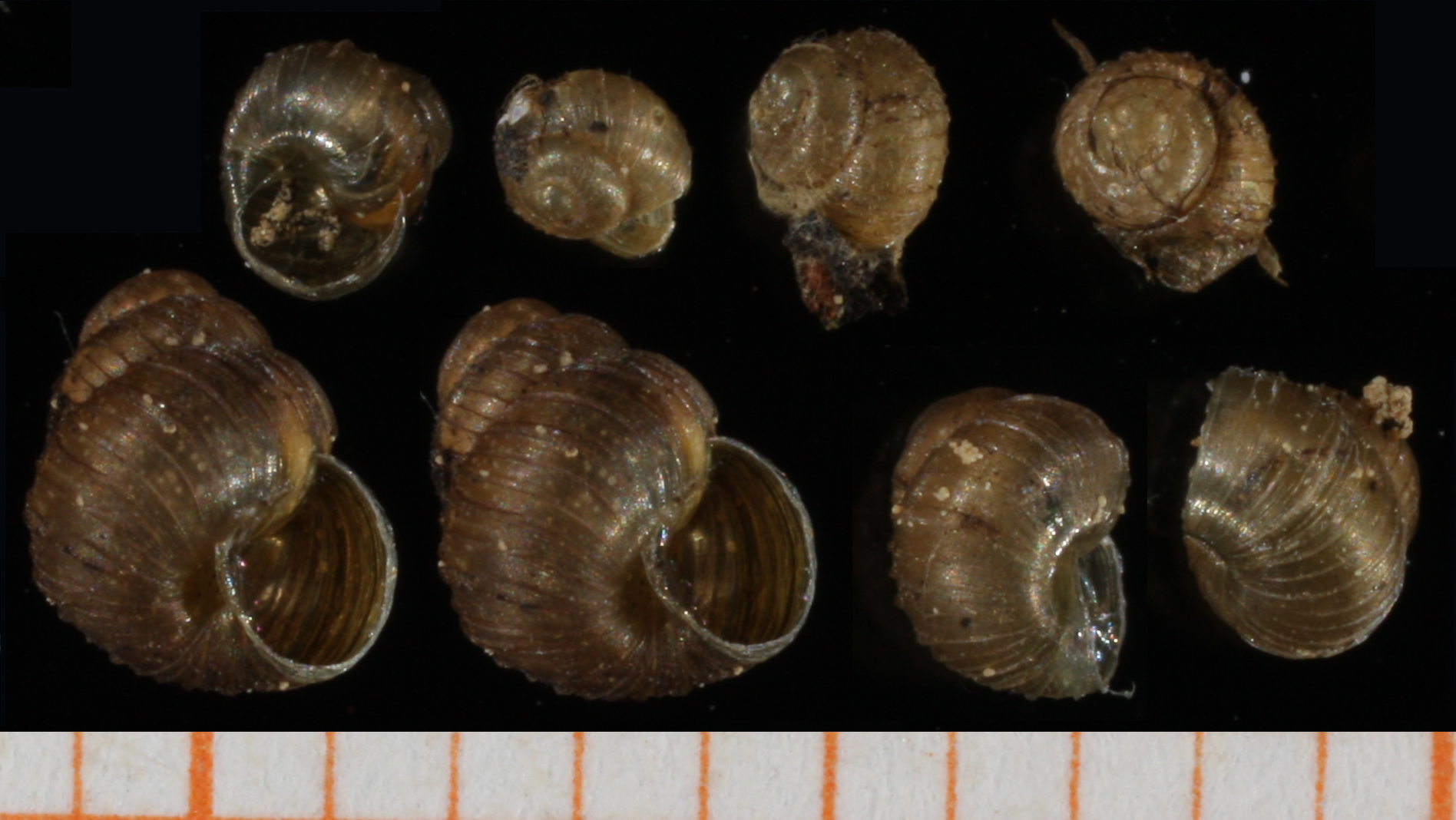 <p>Zoogenetes harpa, varpukotilo</p>
