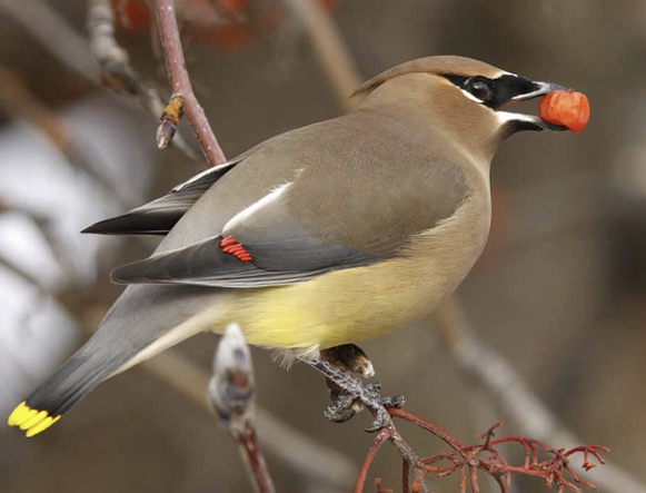 <p>What Bird is this? </p>