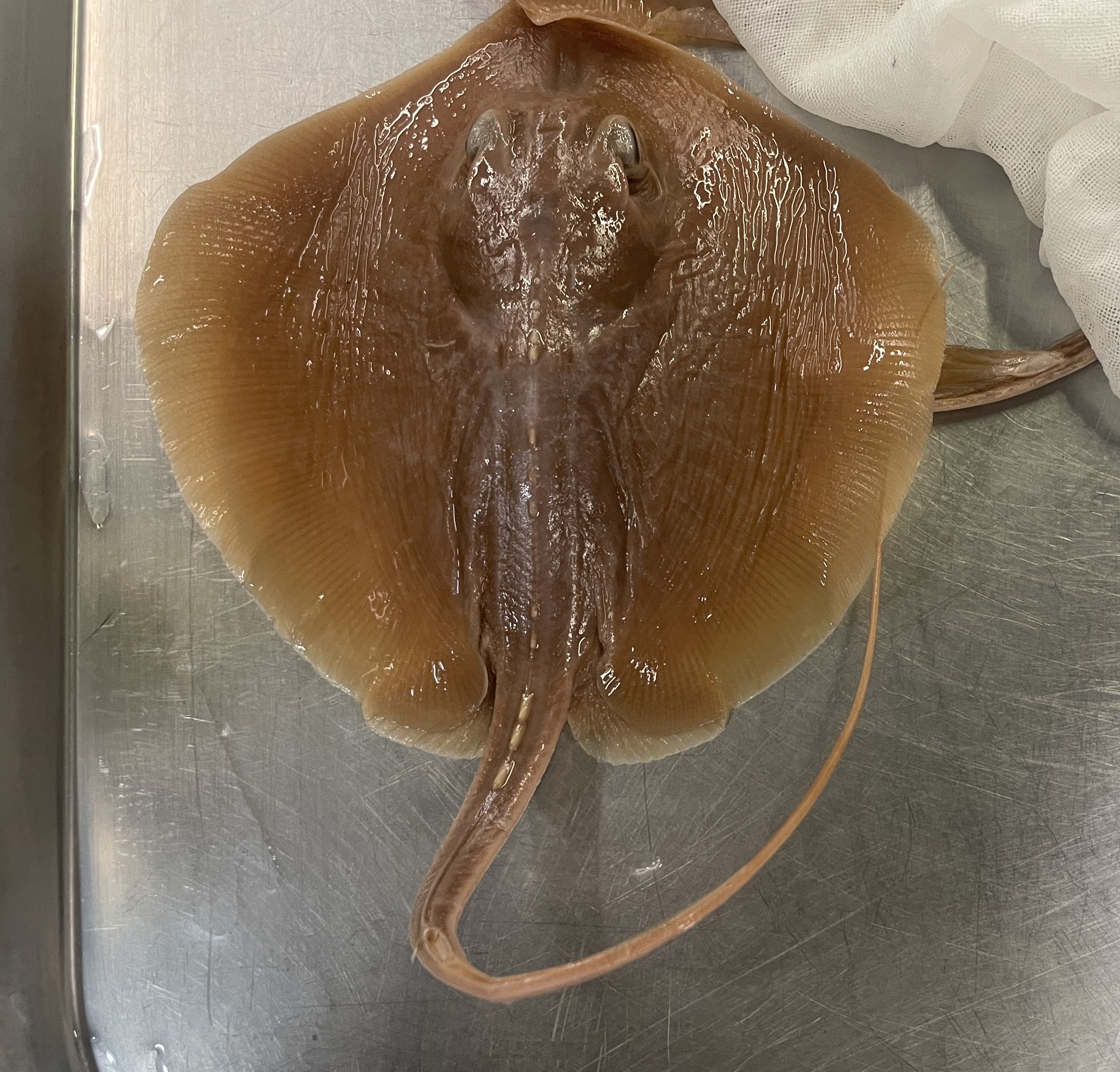 <p>Atlantic Stingray </p>