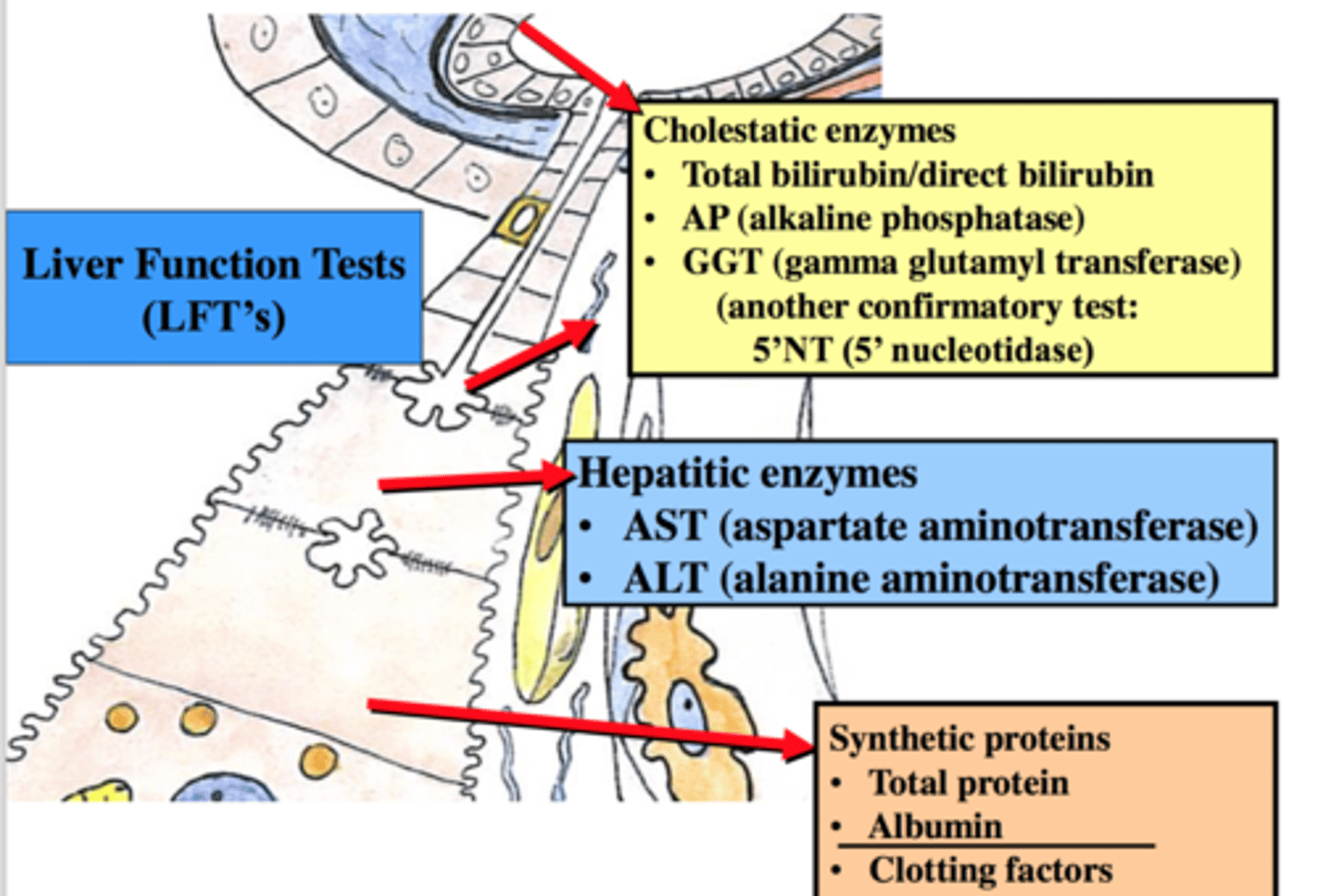 <p>1. enzymes: damaged proteins will be in lymph/blood (ASL,AST)</p><p>2. bilirubin (should be low in blood)</p><p>3. proteins (iron, transferrin, coags)</p><p>4. coagulation tests (liver secretes coag factors)</p><p>5. hepatitis virus markers</p><p>6. autoimmune antibodies (type 2)</p>