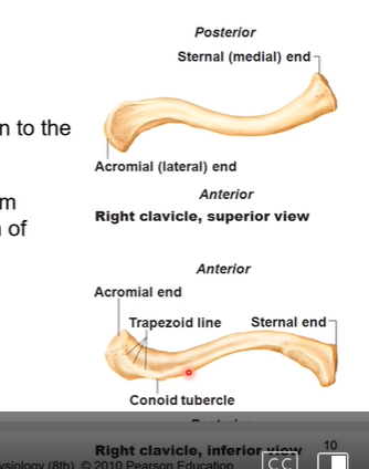 <p> joins axial skeleton to appendicular skeleton. articulates with sternum (medial) and acromion of scapula (lateral)</p>