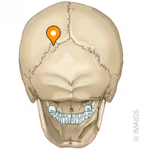 <p>what skull bone is this </p>