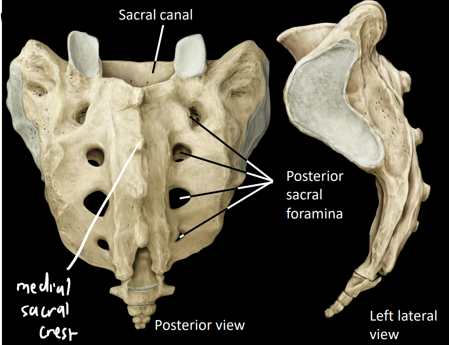 <p><strong>posterior sacral foramina</strong> - conveys dorsal rami of sacral nerves</p><p><strong>sacral canal</strong> - houses caudal nerves of spinal cord</p><p><strong>medial sacral crest</strong> - similar to spinous process</p>