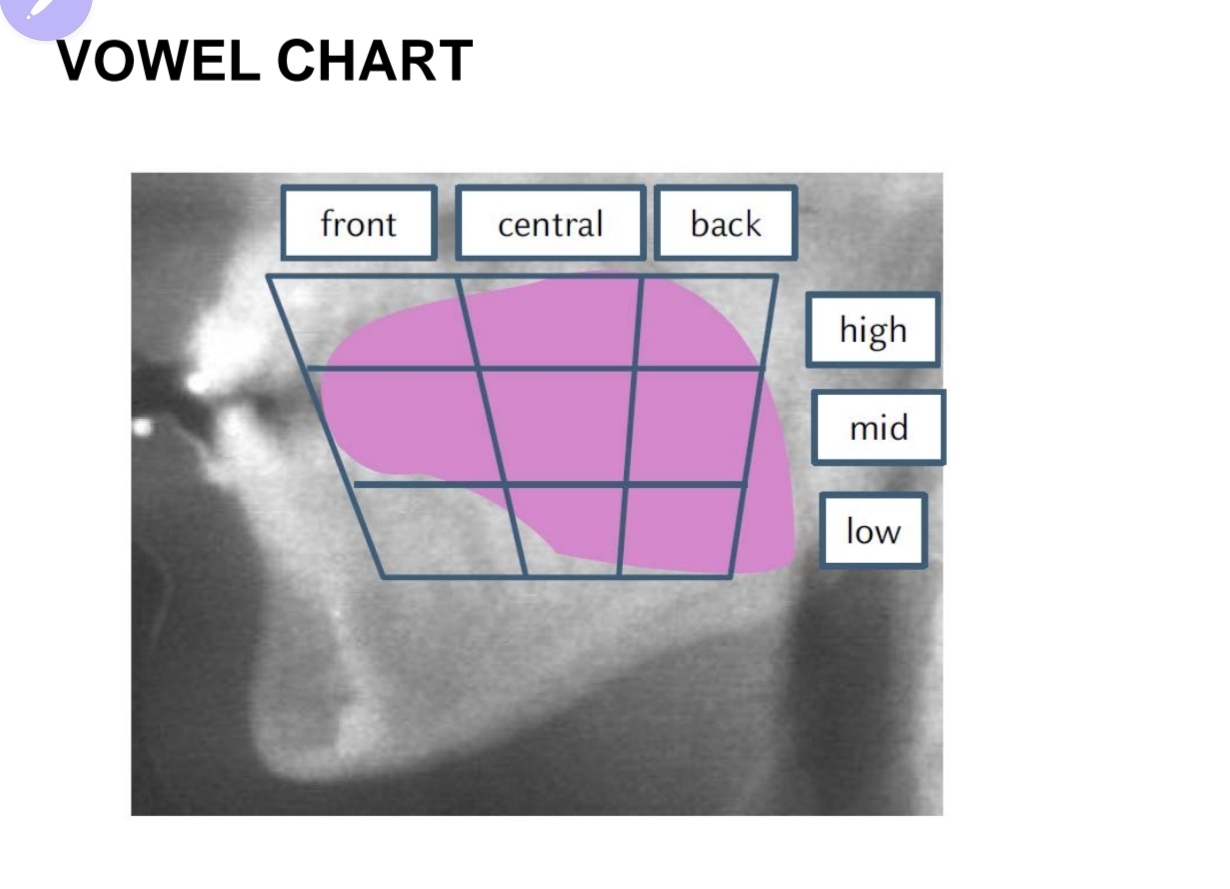 <p><strong>Vowl classification</strong><br>• tounge position (hight and frontness)<br>• lip rounding<br>• vowl lenght</p>