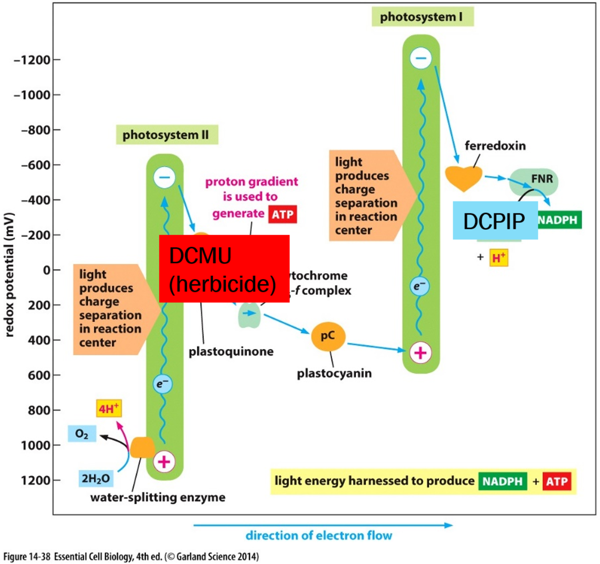 * In this experiment, we will use DCPIP as our Hill’s reagent, thus it will be the final electron acceptor replacing NADP.
* We will also use DCMU, a pre-emergent herbicide, which uncouples photosystem II and I, preventing electrons from passing between them.