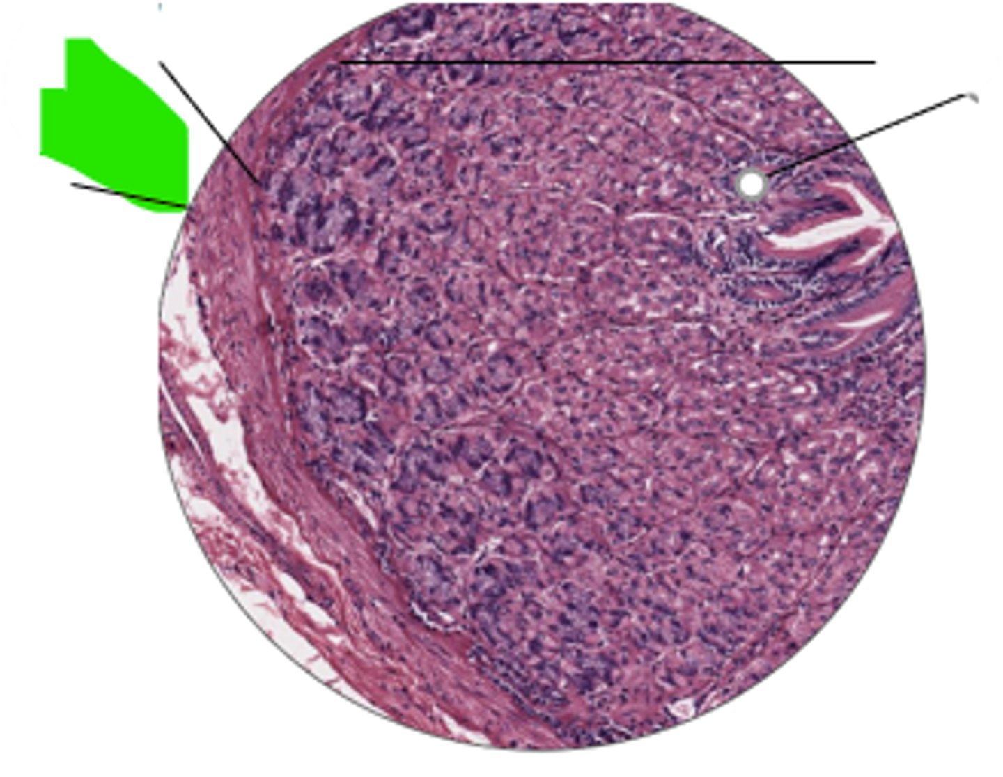 <p>name region and organ highlighted</p>