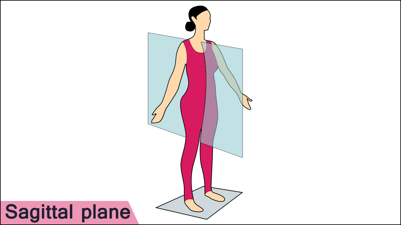 <p>Sagittal (median) plane</p>