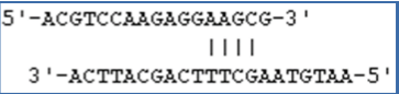 <ul><li><p>complementation within a single primer = hairpin</p><ul><li><p>more than 3 base pairs = primer can binds to itself and not to template</p></li></ul></li><li><p>complementation between primers</p><ul><li><p>primers anneal to each other forming a primer dimer (DNA pol extends the primer and not actual template)</p></li></ul></li></ul><p></p>