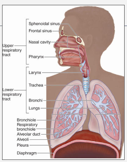 <p><span style="font-family: "Source Sans Pro";"><strong><mark data-color="#59c0c0" style="background-color: rgb(89, 192, 192); color: inherit;">Upper tract</mark></strong><mark data-color="#59c0c0" style="background-color: rgb(89, 192, 192); color: inherit;">:</mark></span></p><p style="text-align: left;"><span style="font-family: "Source Sans Pro";">Nose, pharynx, larynx:&nbsp; filters, warms, humidifies air</span></p><p style="text-align: left;"></p><p style="text-align: left;"><span style="font-family: "Source Sans Pro";"><strong><mark data-color="#65a7be" style="background-color: rgb(101, 167, 190); color: inherit;">Lower tract</mark></strong><mark data-color="#65a7be" style="background-color: rgb(101, 167, 190); color: inherit;">:</mark> trachea, bronchi, bronchioles, alveoli: conduct &amp; exchange gases</span></p><p style="text-align: left;"></p><p style="text-align: left;"><span style="font-family: "Source Sans Pro";"><strong><mark data-color="#73bdd7" style="background-color: rgb(115, 189, 215); color: inherit;">Lining</mark></strong><mark data-color="#73bdd7" style="background-color: rgb(115, 189, 215); color: inherit;">:</mark> ciliated epithelium and goblet cells (mucus + ciliary clearance)</span></p><p style="text-align: left;"></p><p style="text-align: left;"><span style="font-family: "Source Sans Pro";">Inhaled irritants/drugs can affect mucociliary clearance (e.g. smoking)<br><br></span></p>