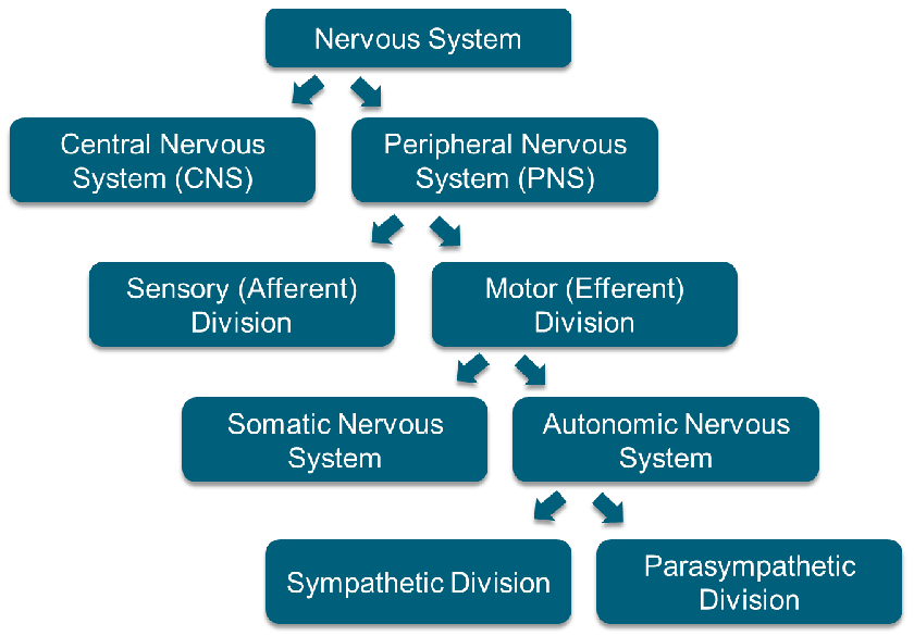 <p>Functions of the Divisions of the NS:</p><ol><li><p>CNS: ___ and ___ info</p></li><li><p>PNS: ___ info between the ___ and ___</p></li><li><p>Sensory: ___ info from the ___ to the ___</p></li><li><p>Motor: ___ info from the ___ to the ___ and ___</p></li><li><p>Somatic: controls ___ ___ ___</p></li><li><p>Autonomic: regulates ___ ___</p></li><li><p>Sympathetic: “___ or ___”</p></li><li><p>Parasympathetic: “___ and ___”</p></li></ol><p></p>