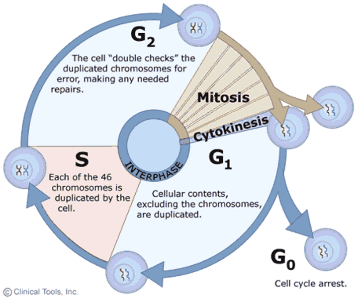 <p>mitosis and cytokinesis</p><p>Mitosis: Cell separates and divides chromosomes</p><p>Cytokines: Cell divides cytoplasm and organelles.</p>