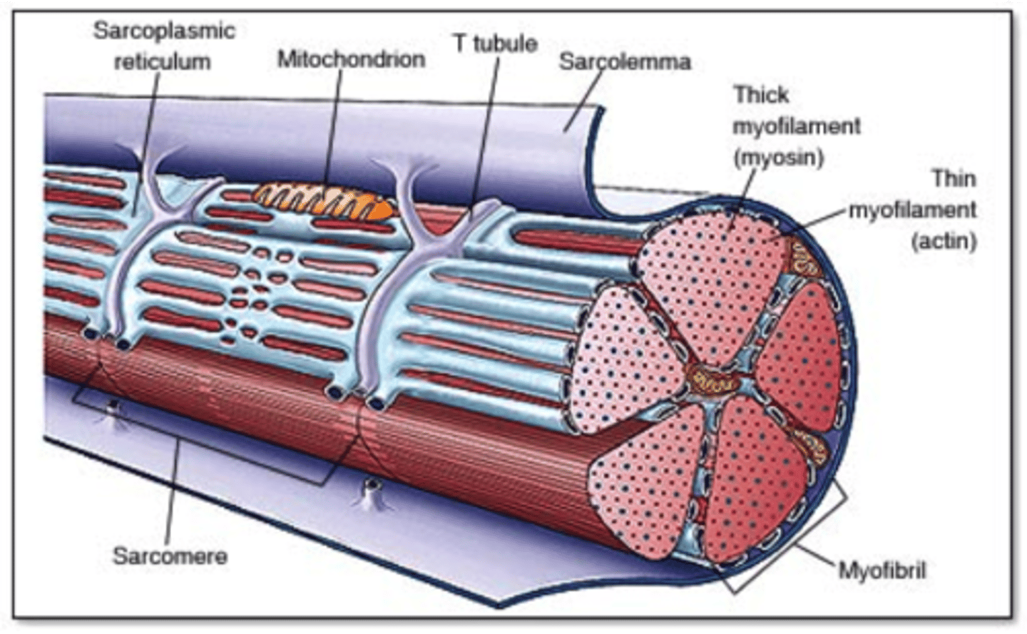 <p>Contractile proteins known as actin and myosin</p>