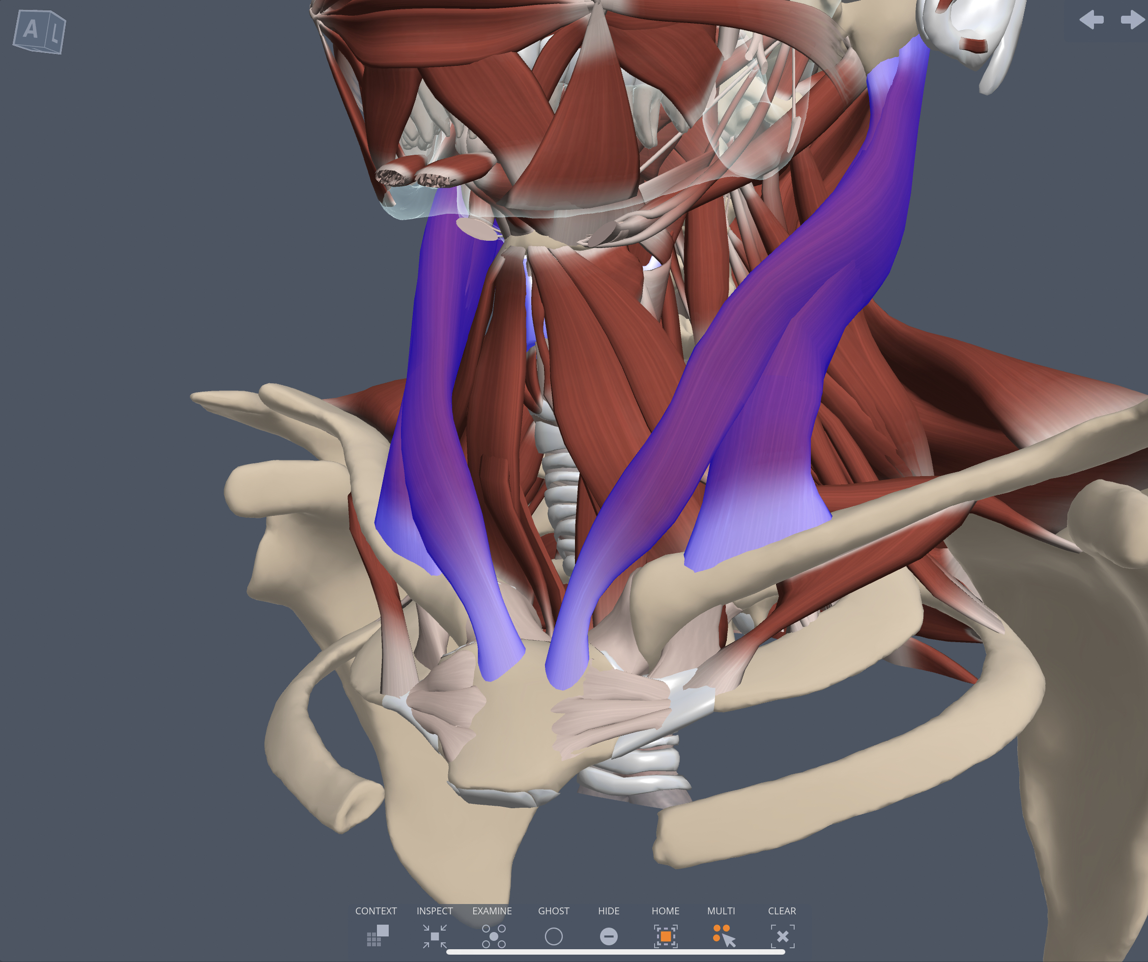 Innervation of the Sternocleidomastoid muscle