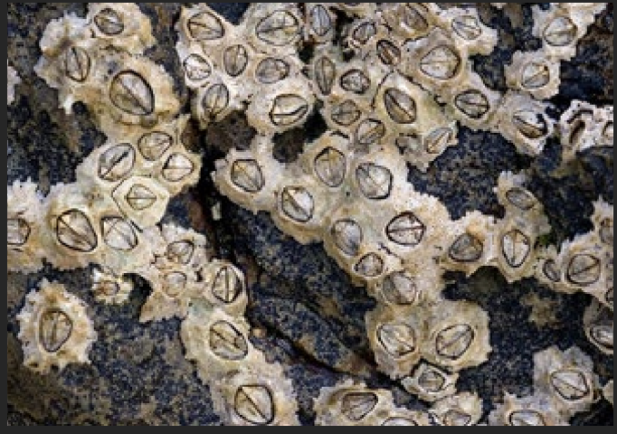 <p>What is the Portugese name of this species?</p>