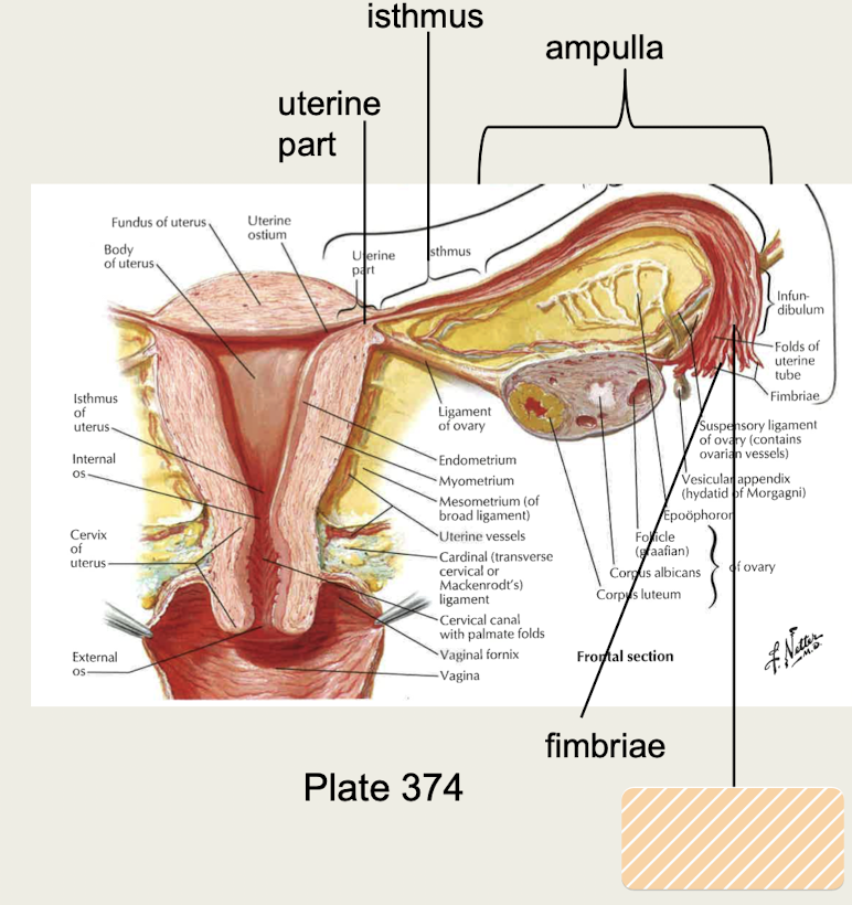 <p>funnel-shaped beginning part of uterine tubes</p>