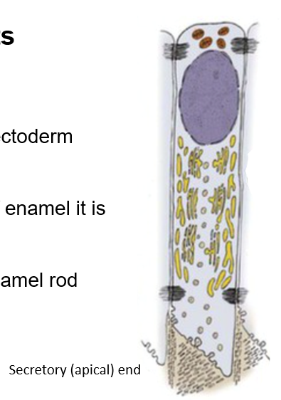 <p>Apical end has an extension (enamel rod) that the ameloblast uses to anchor to the surface of the enamel that it is producing and laying down</p>