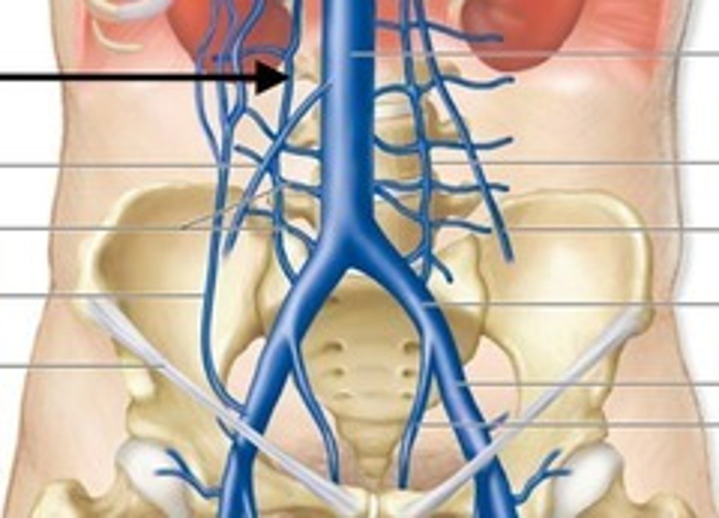 <p>Branches off the common iliac vein that receive blood from the lumbar veins</p>