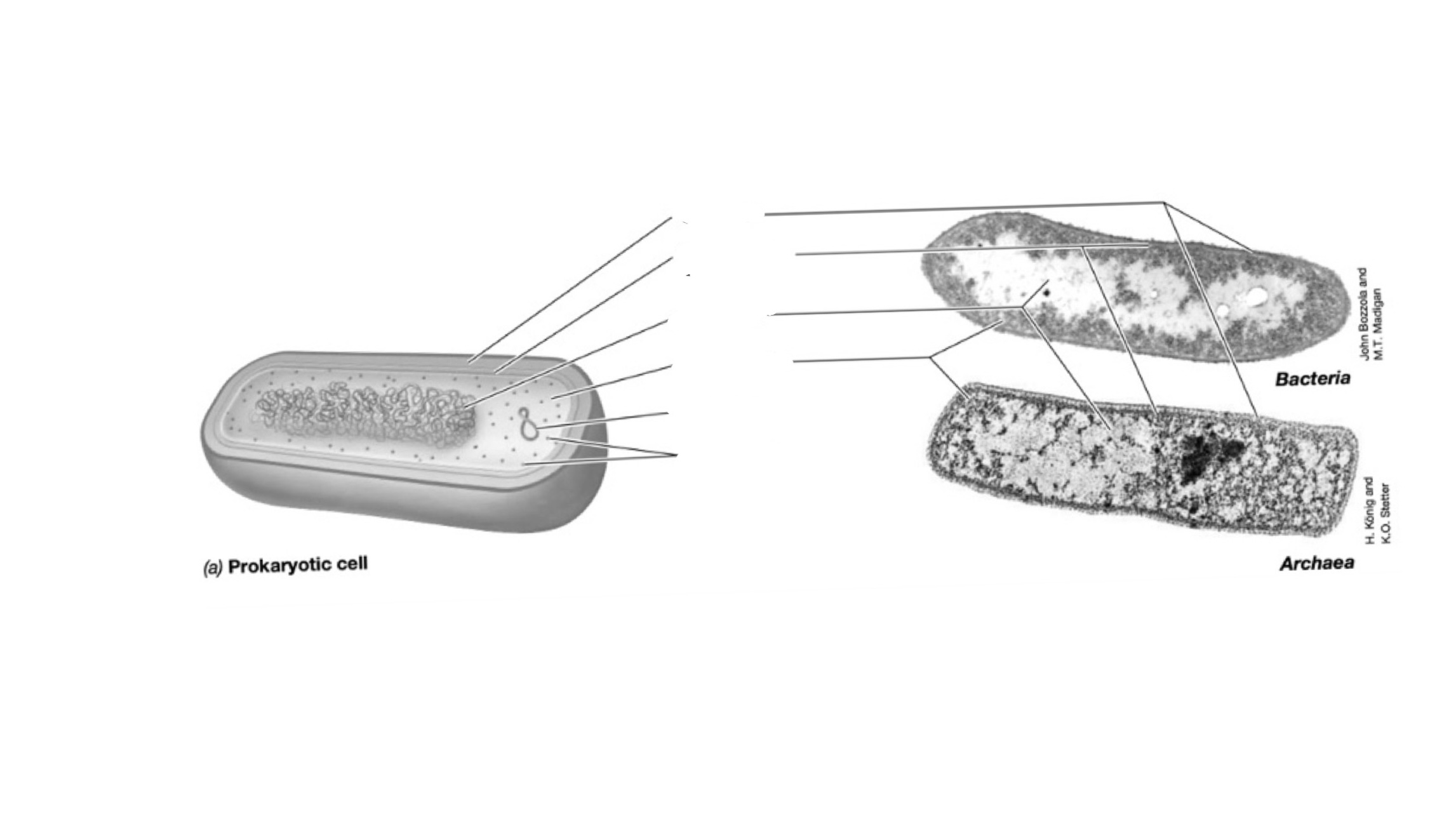 <p>What is the cell structure in BACTERIAL  cells?</p>