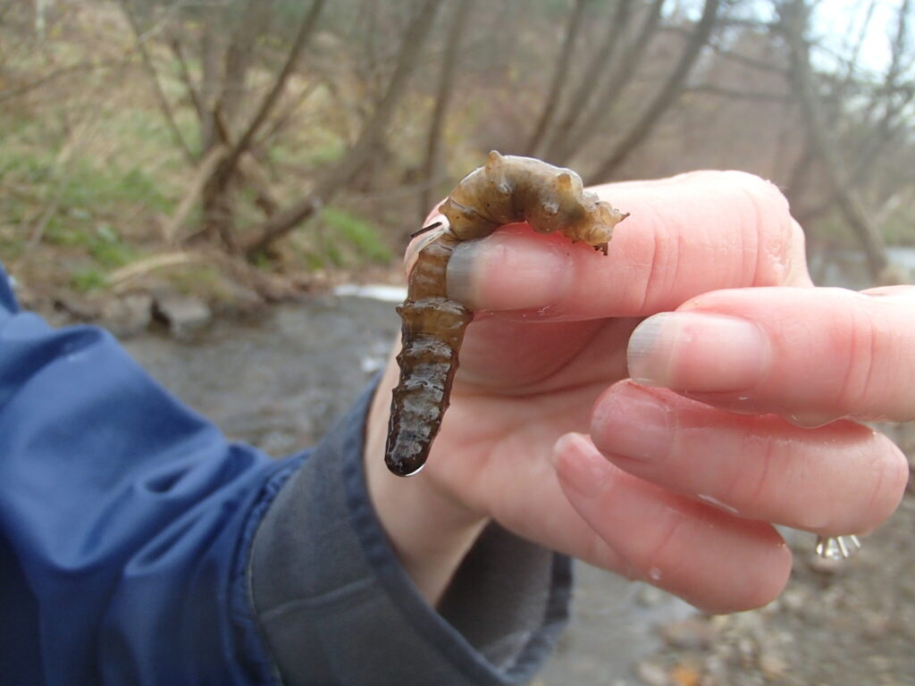 <ul><li><p>Plump caterpillar-like segmented body</p></li><li><p>Milky green to brown color</p></li><li><p>Segmented body</p></li><li><p><strong>Head is usually pulled back into the front of the. Body</strong></p></li><li><p><strong>Finger-like projections (gills) at back end of body</strong></p></li></ul>