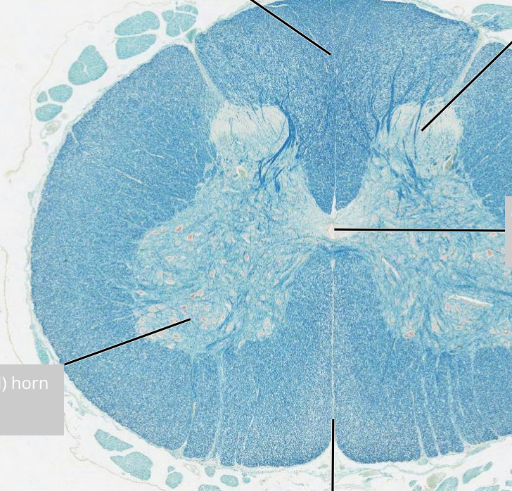 <p>label spinal cord</p>