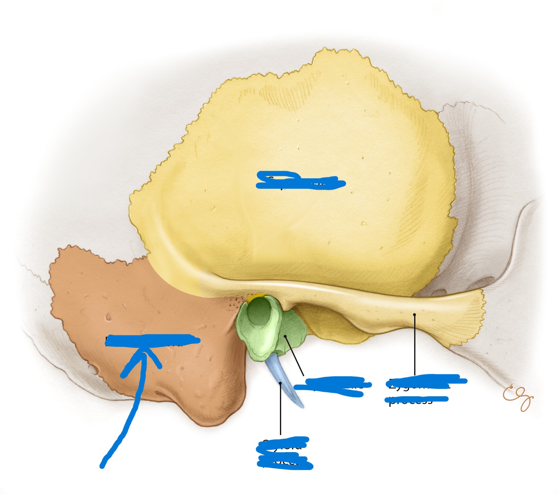 term image