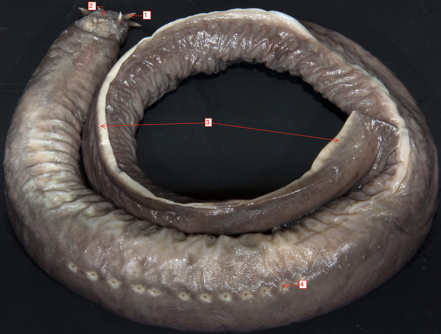 <p>&gt;</p><p>phylum</p><p>subphylum</p><p>class</p><p>order?</p>