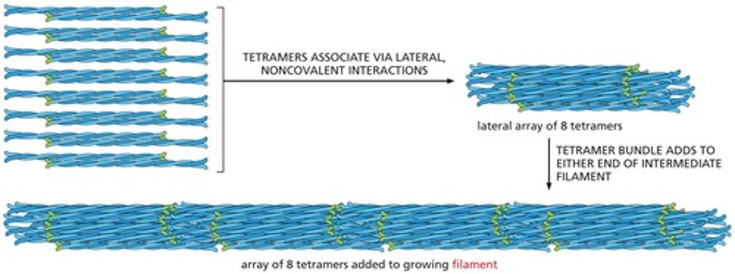 <p>They are made of globular actin (G-actin) that polymerizes to form filamentous actin (F-actin).</p>