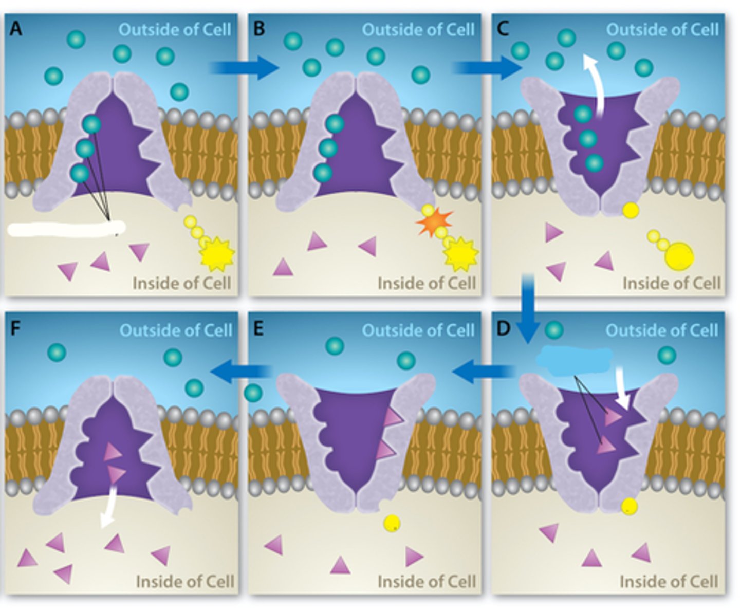 <p>Some ions from the extracellular fluid move into the pump and bind per the affinity of the protein</p>