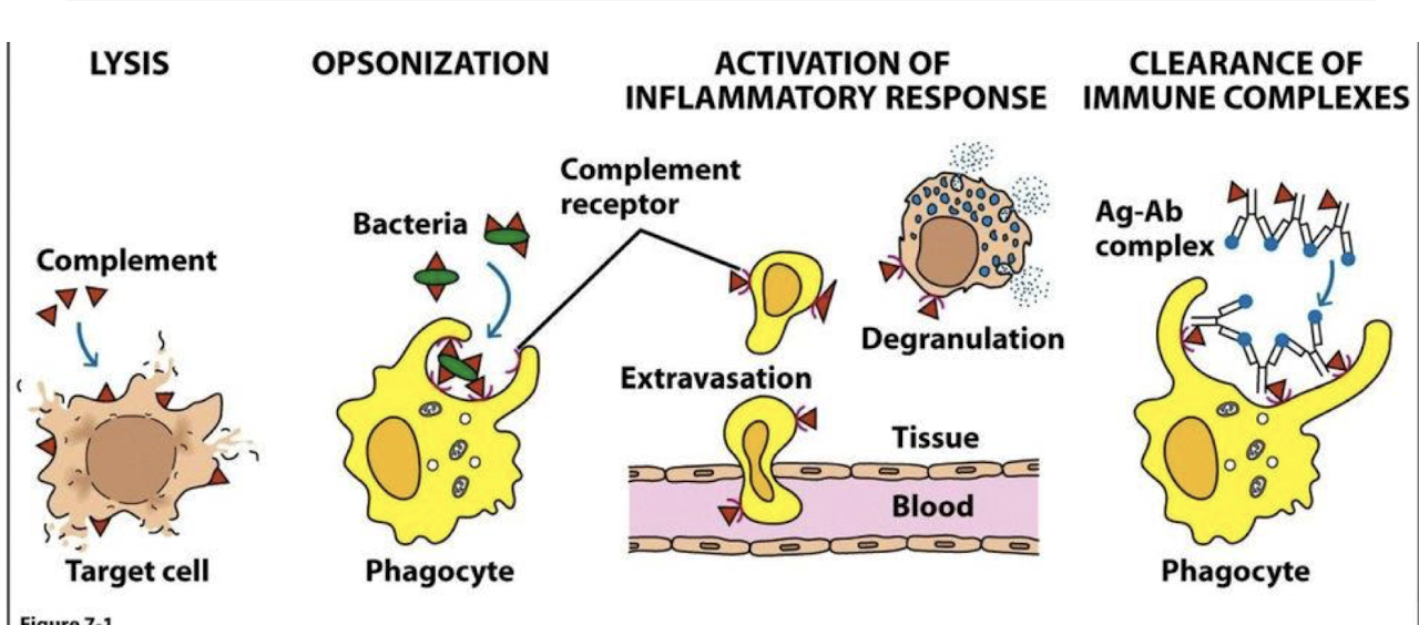 <p>series of protein interactions that amplifies inflammatory response → works together with innate/ adaptive immune pathways</p>