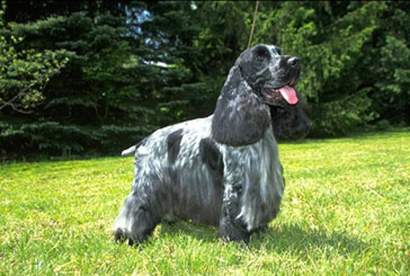 <p>Docked tail. Larger than American Cocker.</p>