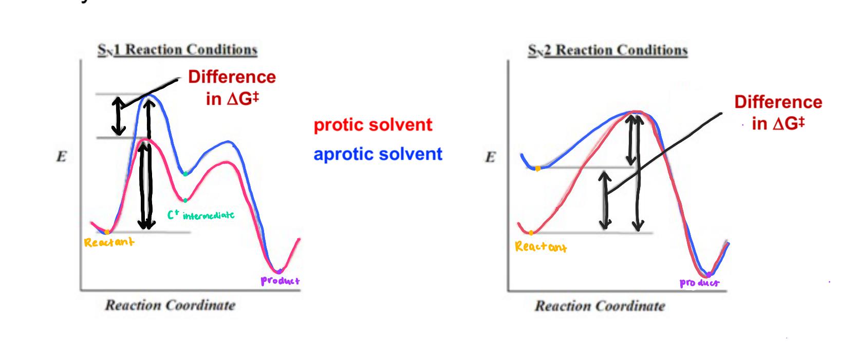 <p>Sn1: Lowers reaction energy </p><p>Sn2: Speeds up reaction </p>