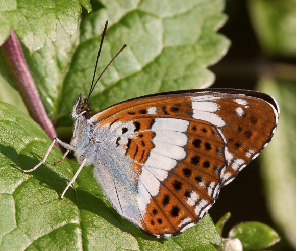 <p>brushfooted butterflies </p>
