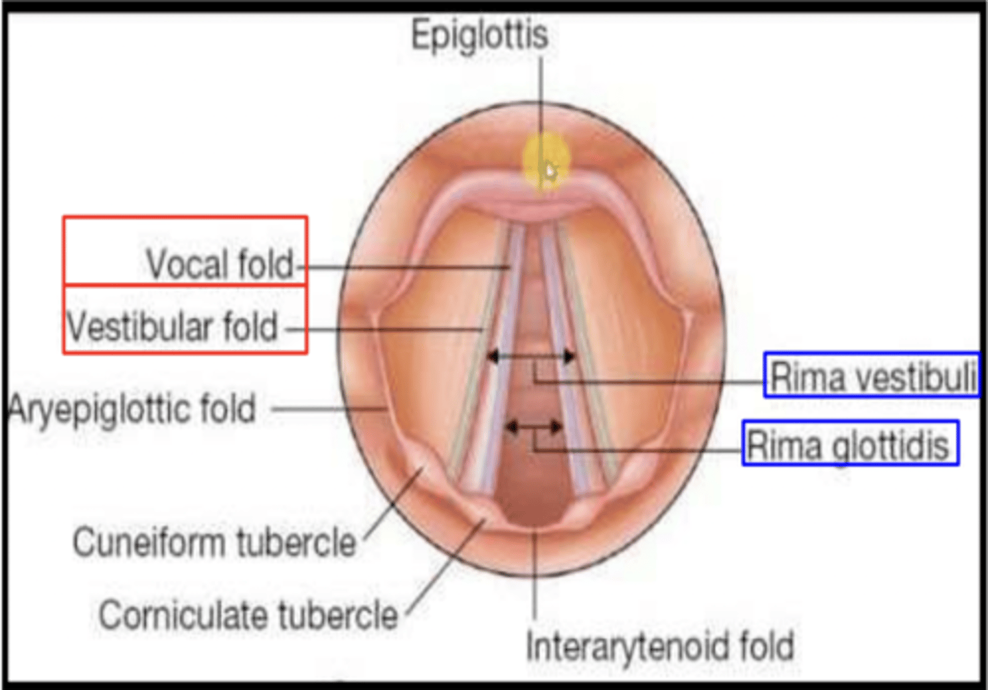 <p>Rima glottidis</p>