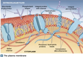 <p><strong>Composition of Plasma membrane</strong></p>